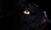 Салон Black cat